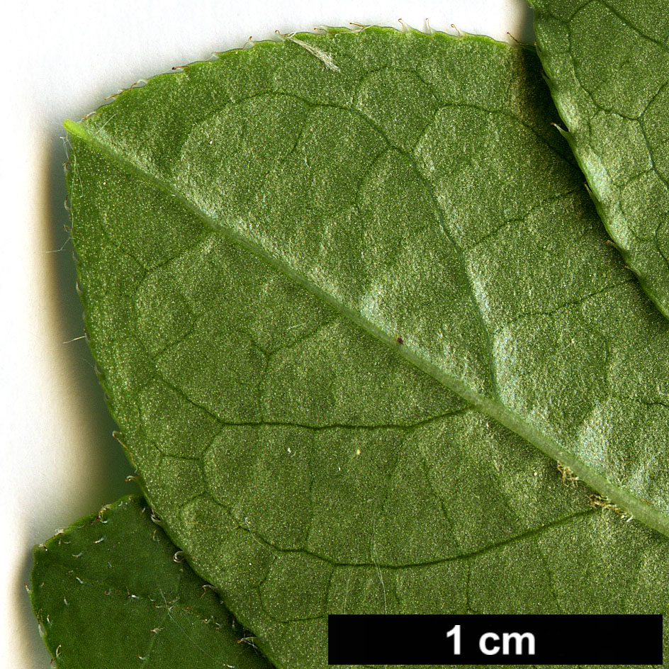 High resolution image: Family: Ericaceae - Genus: Enkianthus - Taxon: perulatus